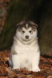 ALASKAN MALAMUTE 554